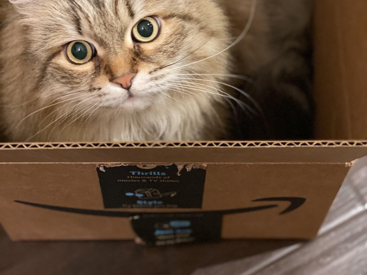 Šok na pošti: V paketu poslal živo mačko