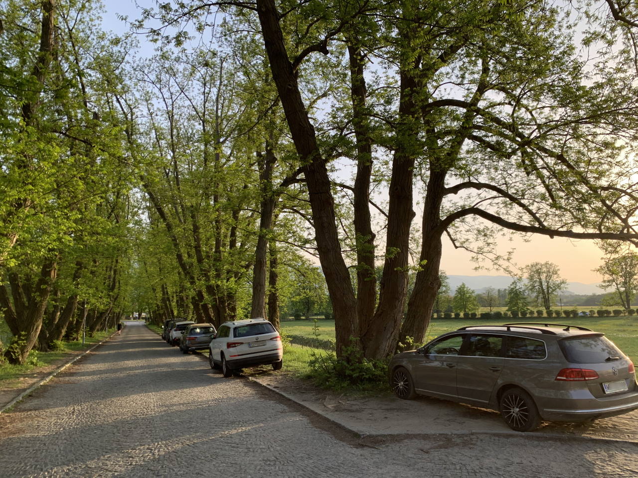 Zelena patrulja: Nevestno parkirana vozila resno ogrožajo drevored v Mariboru