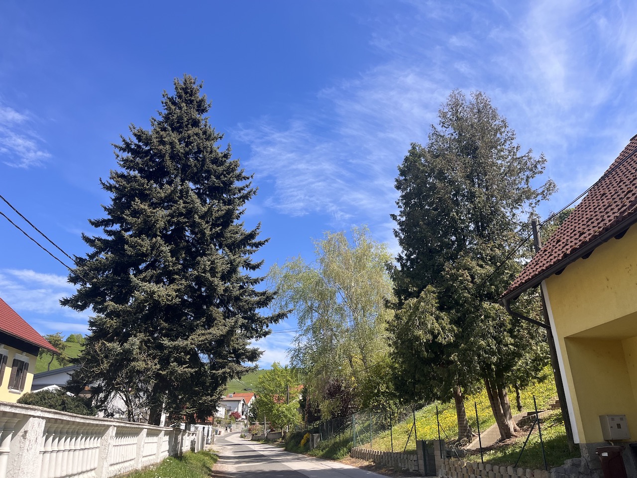 Da bi se takšnih primerov zgodilo čim manj: Po zastrupitvi otrok smo preverili ključne razlike med iglavci