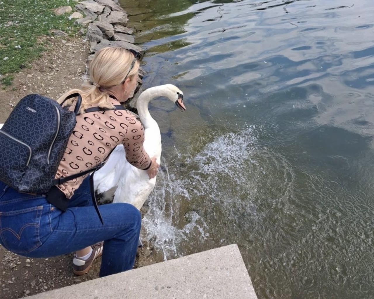 V Mariboru spet reševali labodko