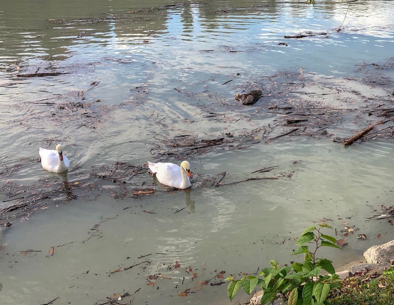 Ptičja gripa H5N1: porast okužb v EU, v Sloveniji potrjena dva nova primera