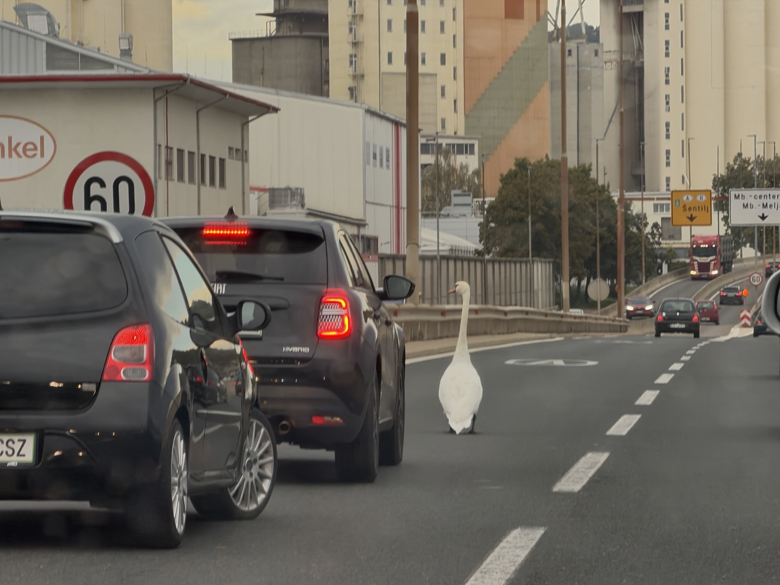 FOTO: Labod zaustavil promet na hitri cesti skozi Maribor