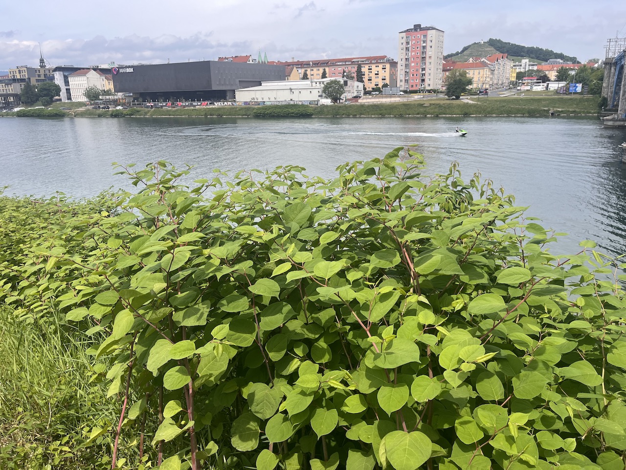 Invazivni Japonski dresnik v Mariboru: ''Bitka z njim je skoraj izgubljena''