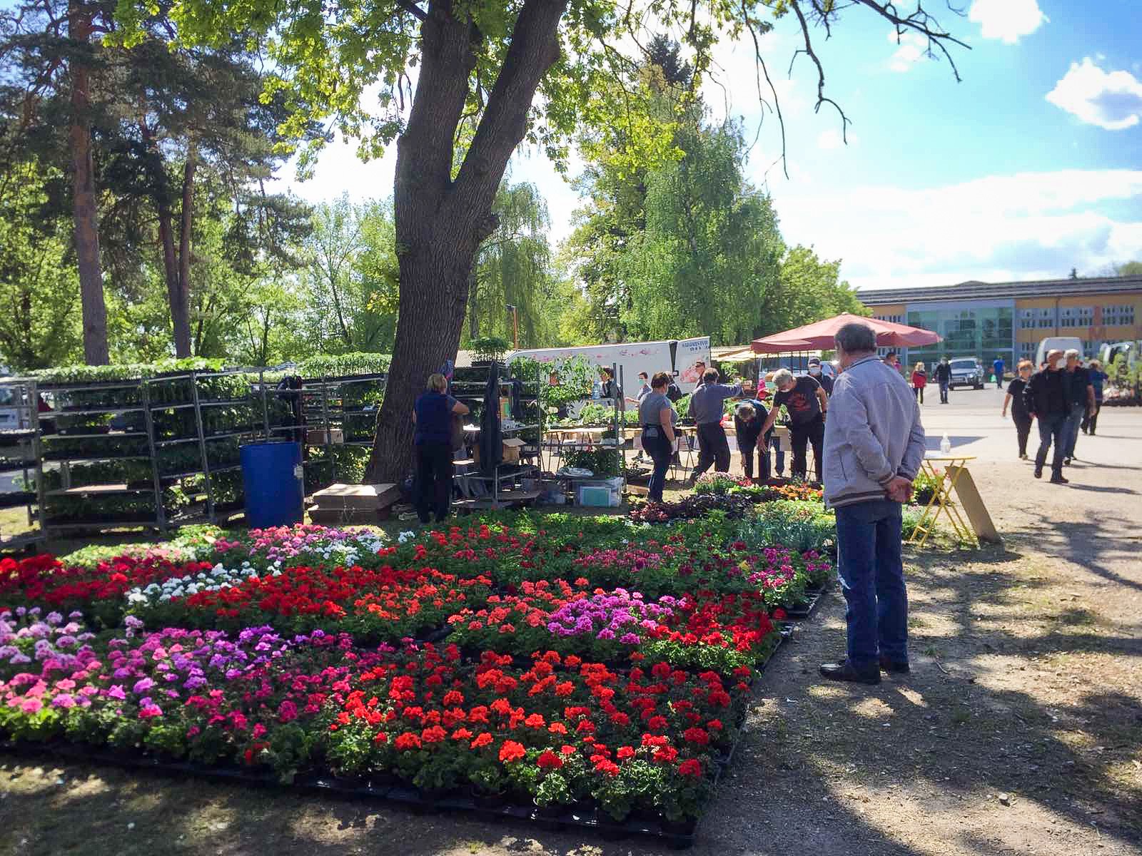 Katere rože kupiti za dan žena? Preverite, kaj pravi njeno horoskopsko znamenje