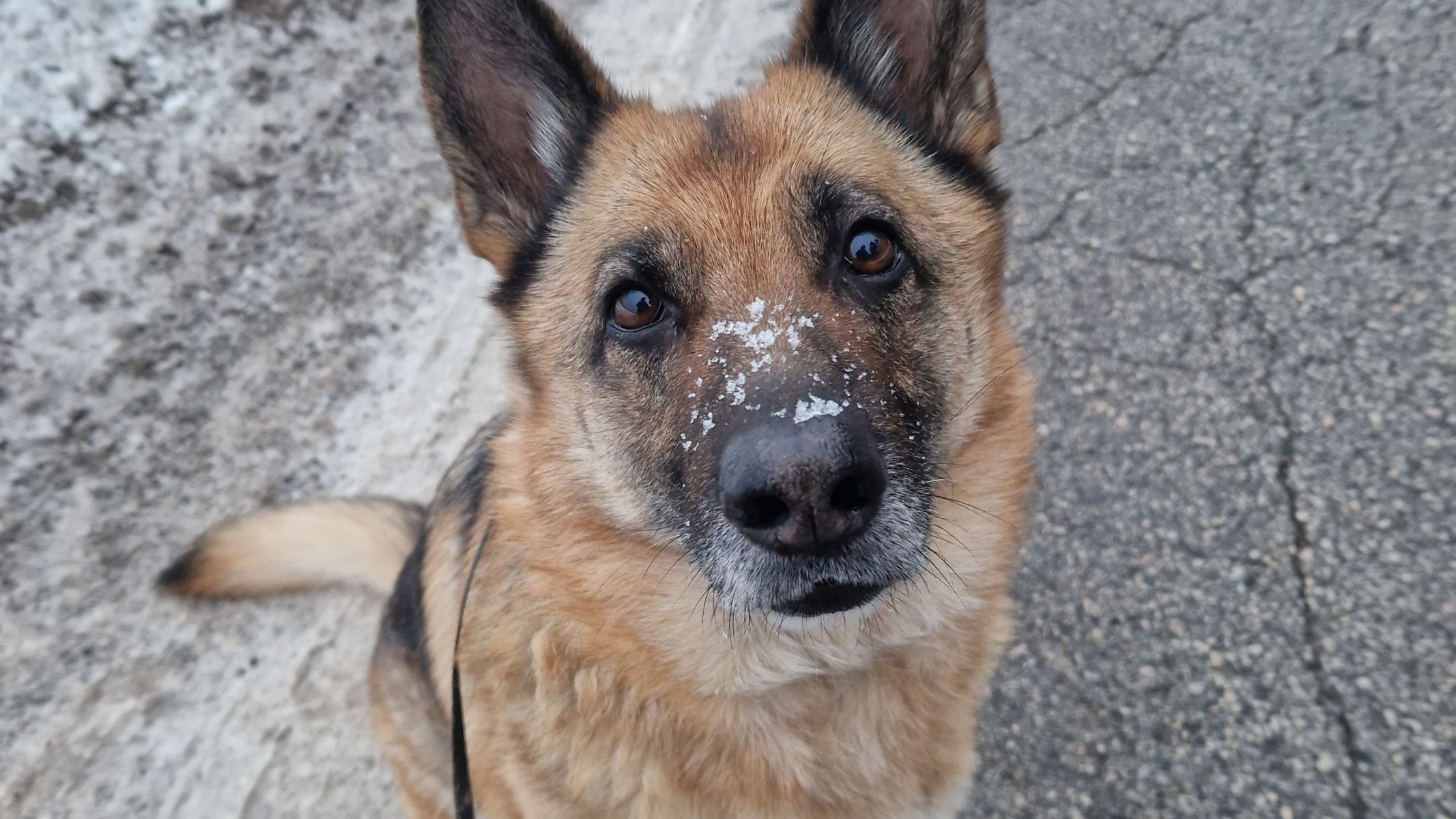 Medtem ko vse druge izberejo in odpeljejo domov, Lajka ostaja in čaka – že več kot dve leti