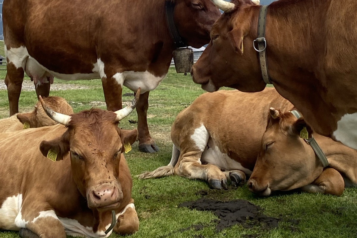 Govedina postaja luksuz: Cene v enem letu poskočile za skoraj 25 odstotkov