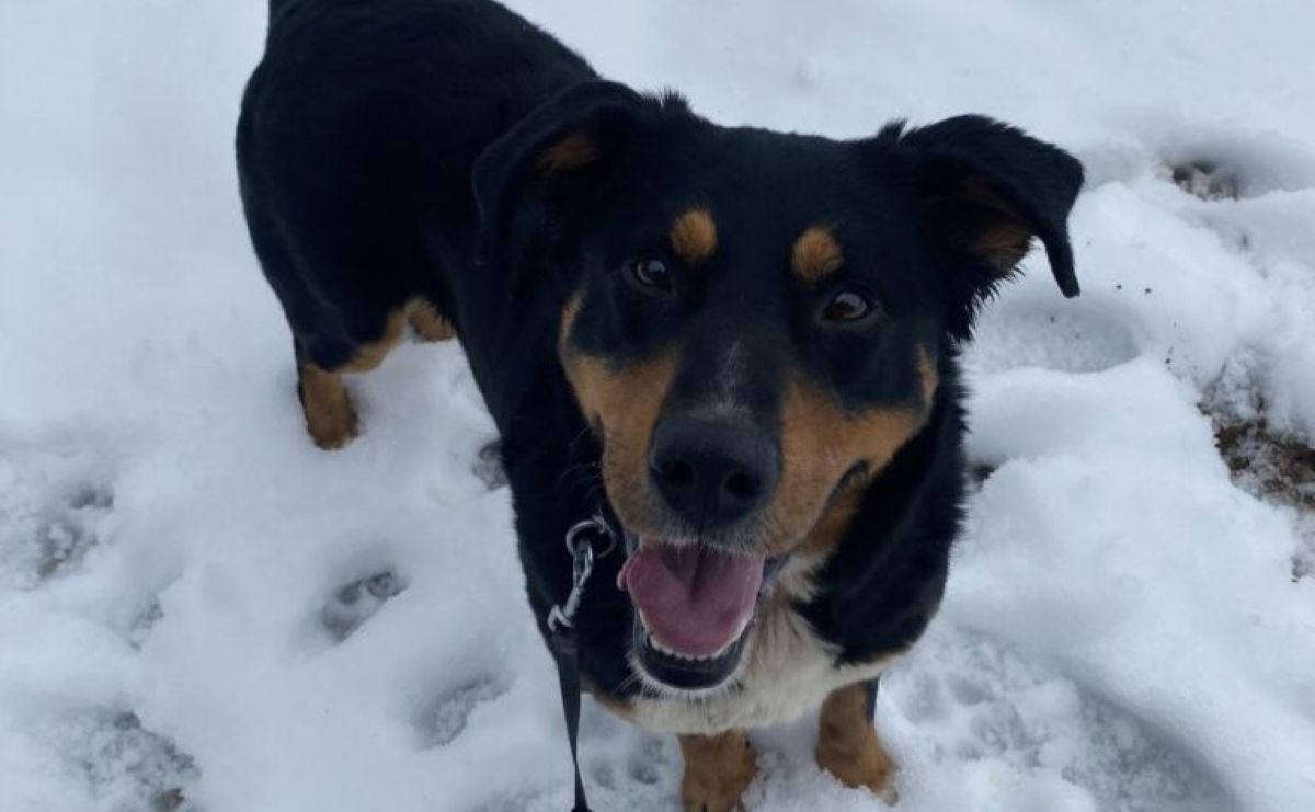 Reksi je zaradi svoje živahnosti ostal brez doma, zdaj čaka na drugo priložnost