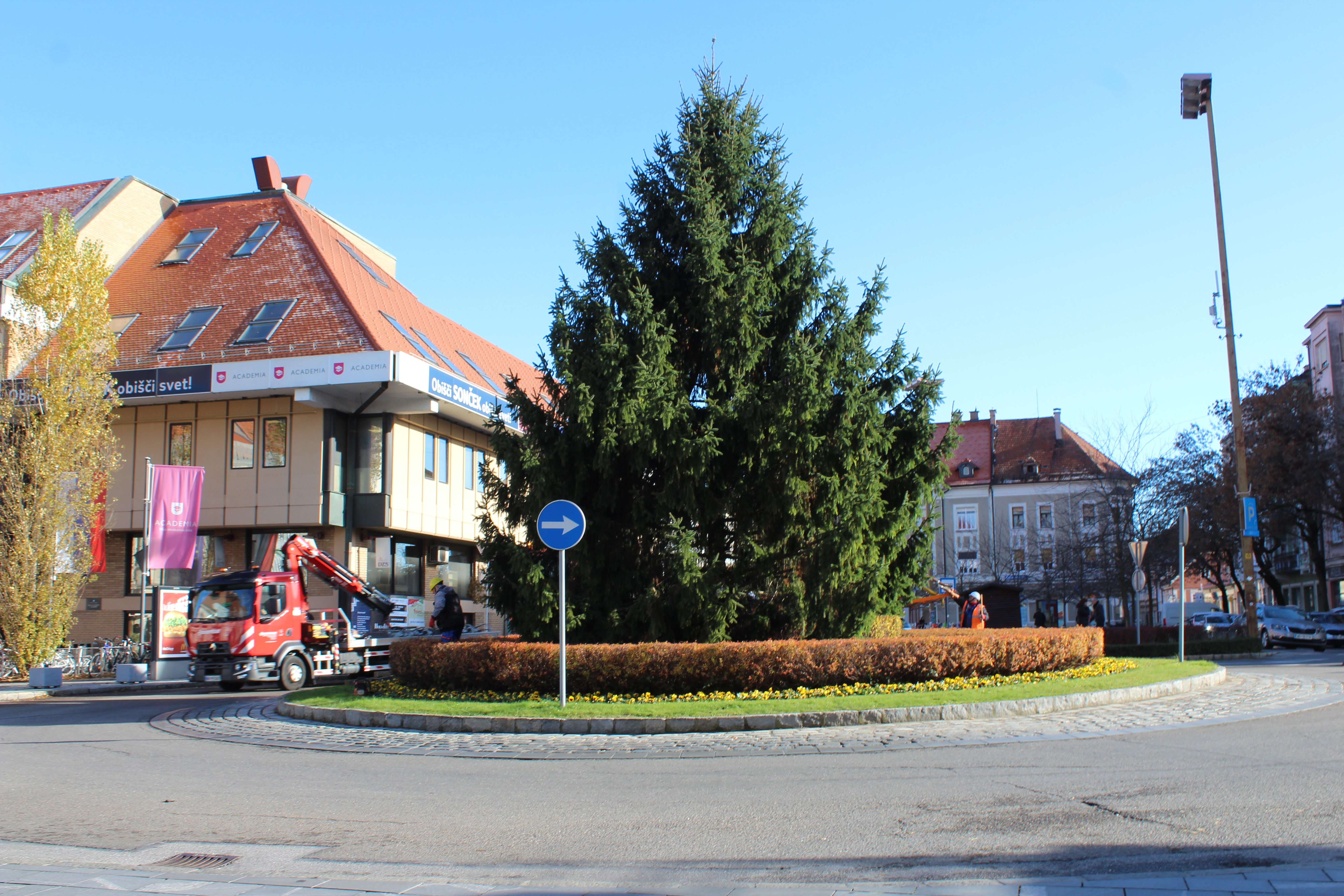 FOTO: Na Glavnem trgu že postavili praznično smreko