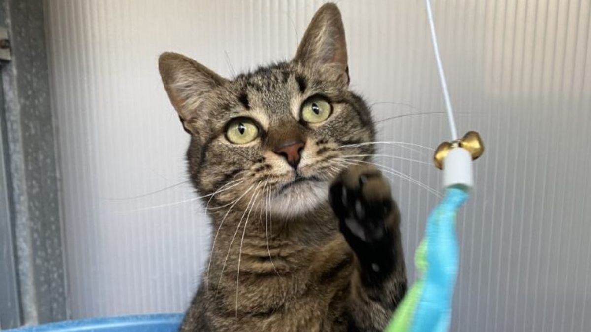 Bin je nežen, miren in popolnoma spregledan muc: Ne razume, zakaj si ne zasluži svojega doma