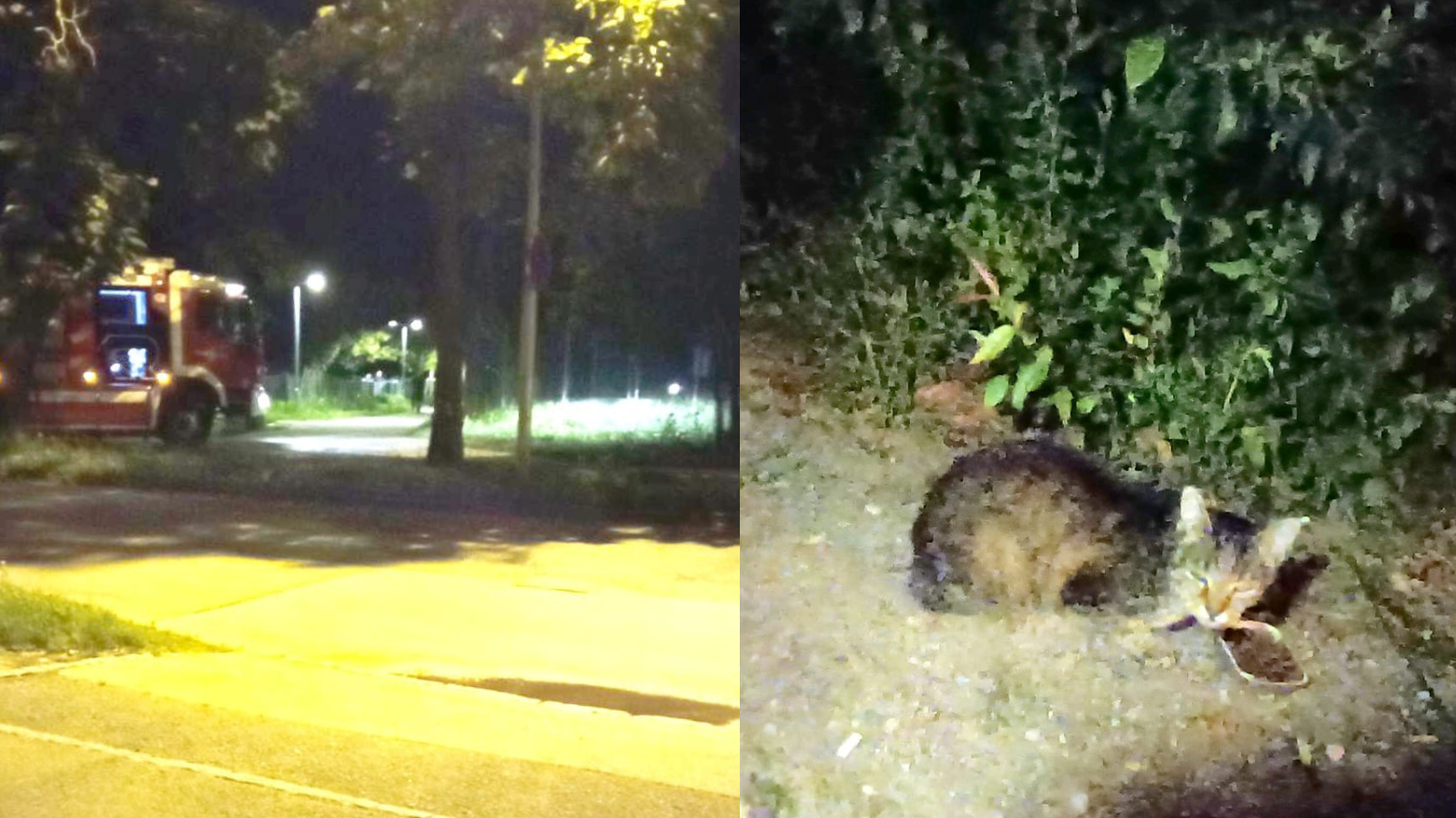 FOTO: Srčni mariborski gasilci rešili muco, ki je bila več dni ujeta