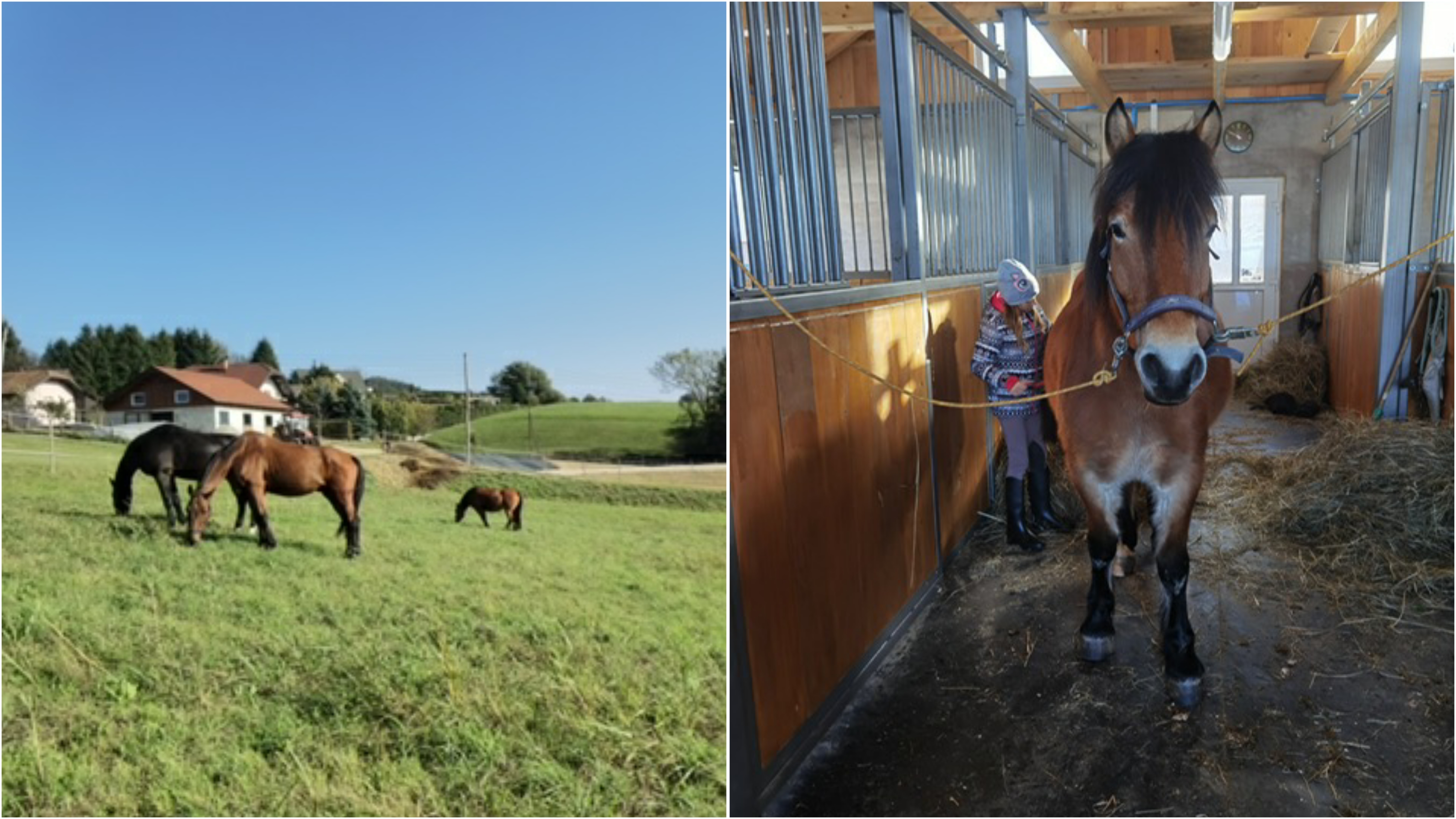 Konjeniški klub NI-PI: Sestri Nika in Pia v Ciglencah uresničujta svojo strast do konjev