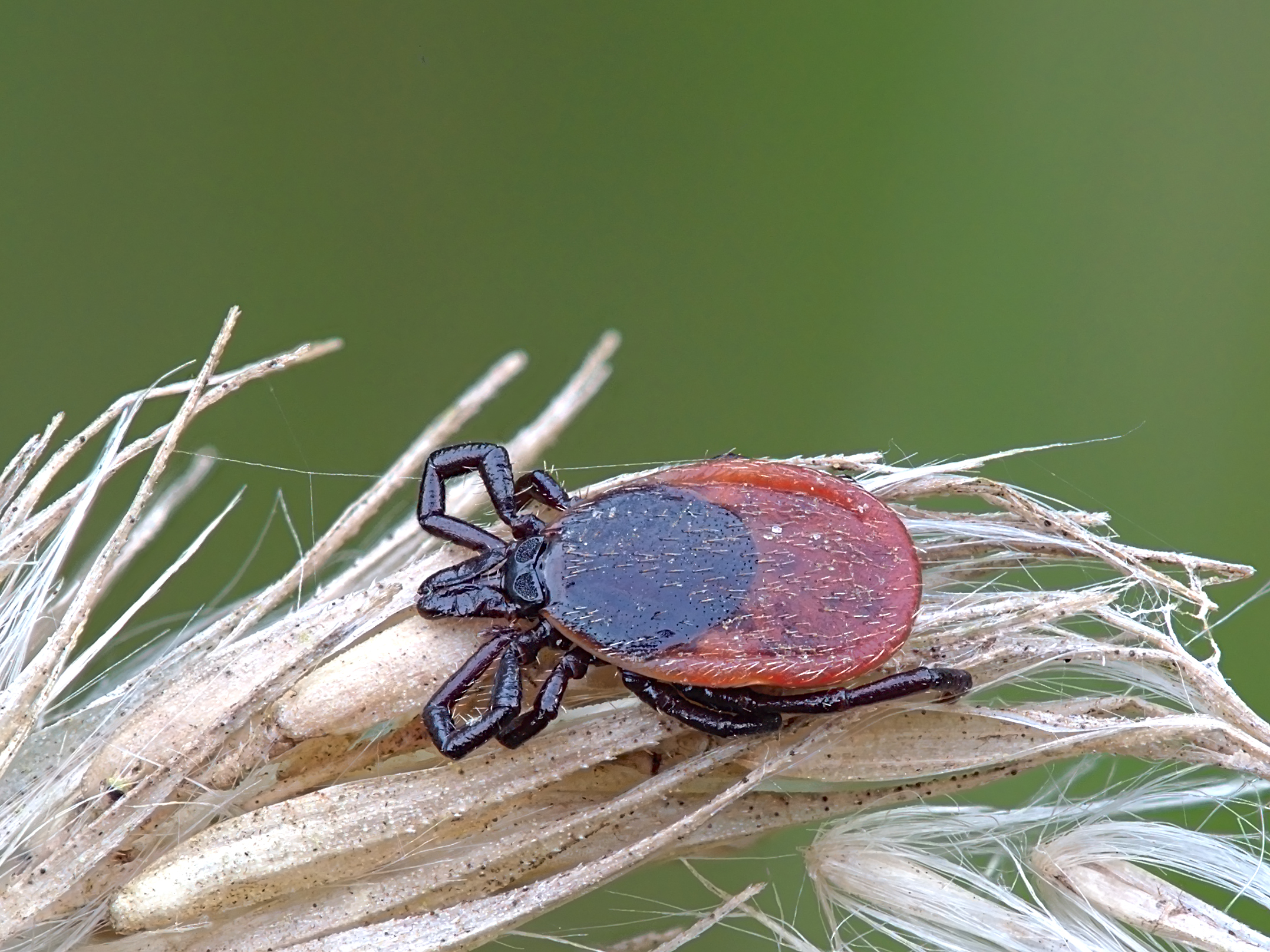 Sezona klopov se je začela: Na kaj opozarjajo zdravniki, ki zdravijo večino bolnikov v Sloveniji?