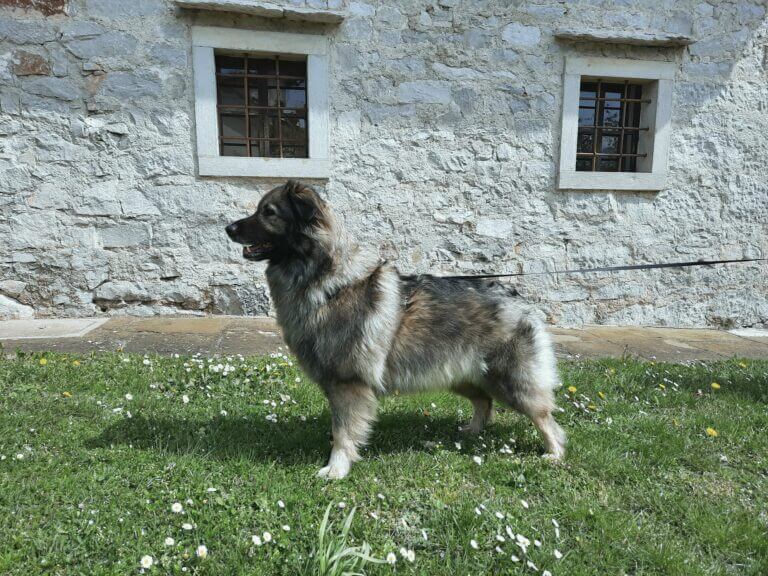 Zaščitnik čred pred volkovi in ovcami je danes vse bolj ogrožen