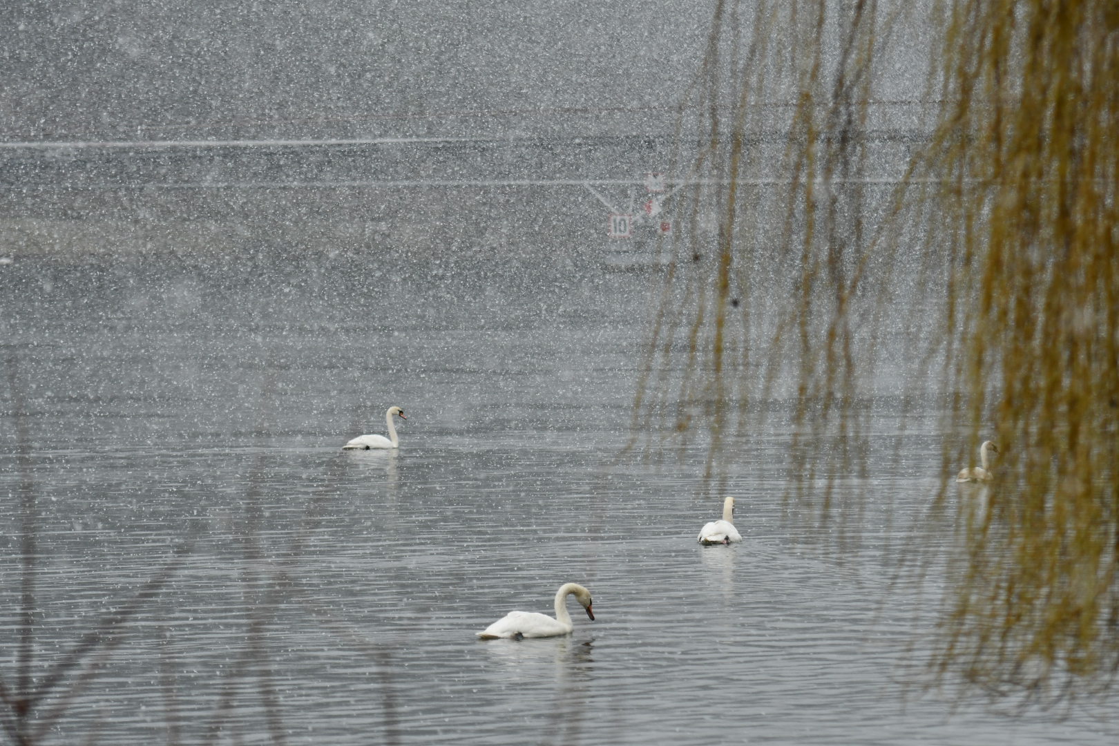 V okolici Maribora okužen labod grbec: Okužbo lahko prenašajo tudi psi