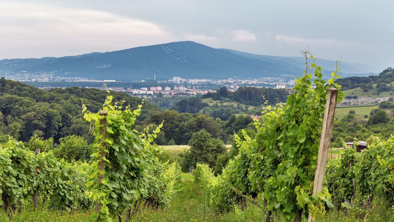 Mariborska občina prevzema upravljanje vinograda na Piramidi