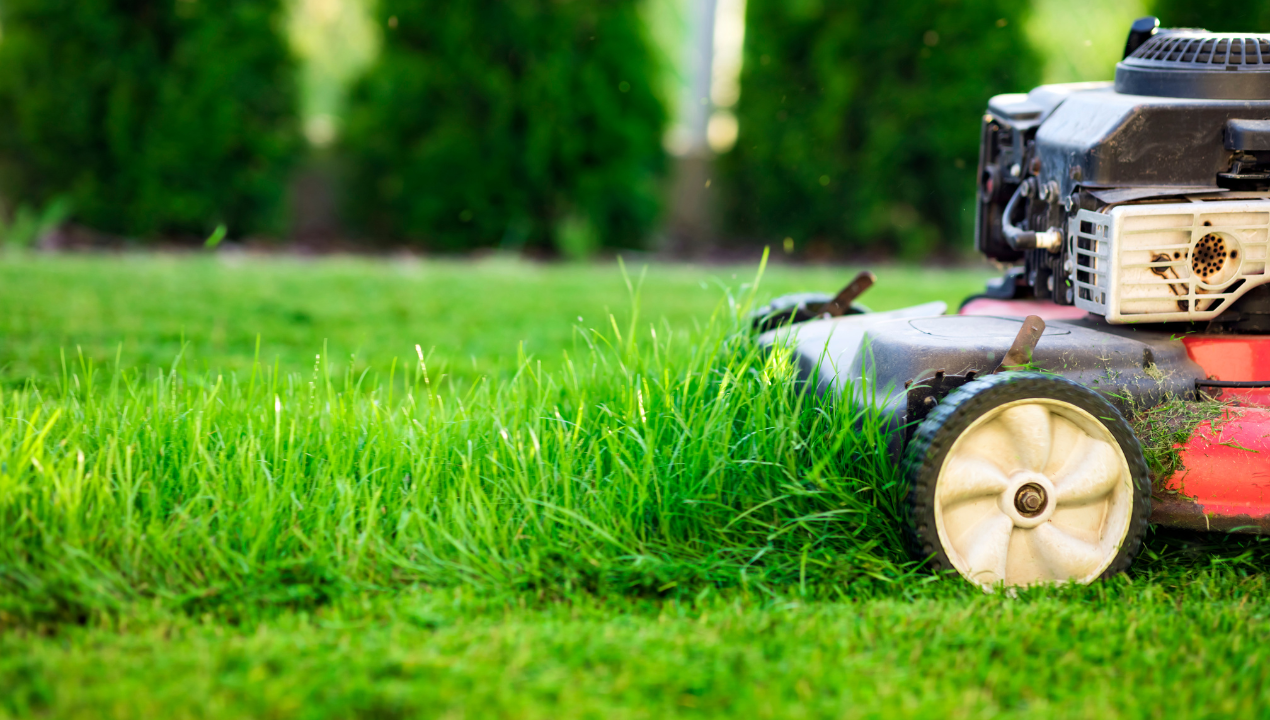Sezona košnje: 10 nepogrešljivih nasvetov za najlepšo travo v soseski