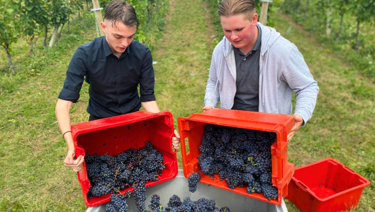 FOTO: Kako je, ko šolski zvonec zazvoni kar sredi vinograda?
