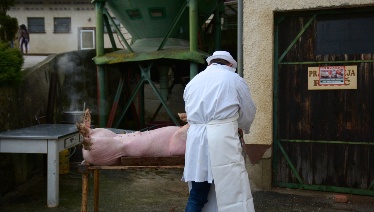 Nekoč nuja in praznik, danes doživetje: Razcvet domačih kolin tudi v delovnih kolektivih in med študenti (FOTO in VIDEO)