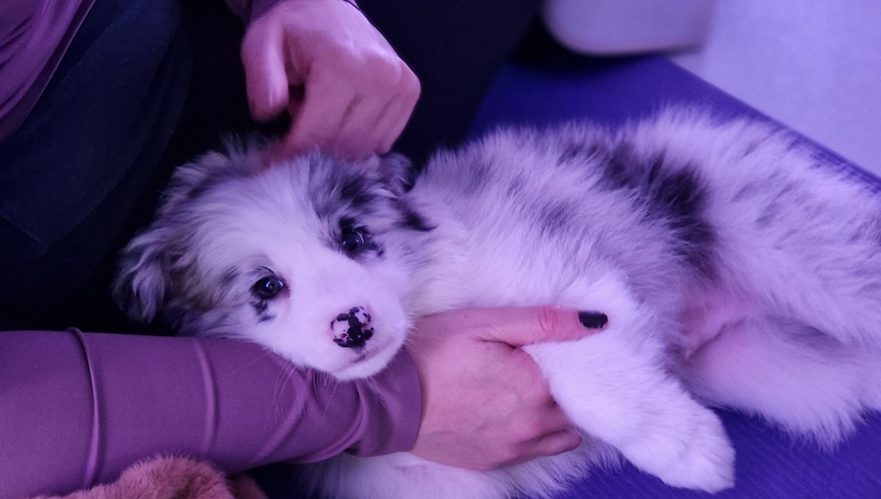 "Puppy" pilates znova v Mariboru: Na blazinah bodo tokrat tudi dva meseca stari border colliji