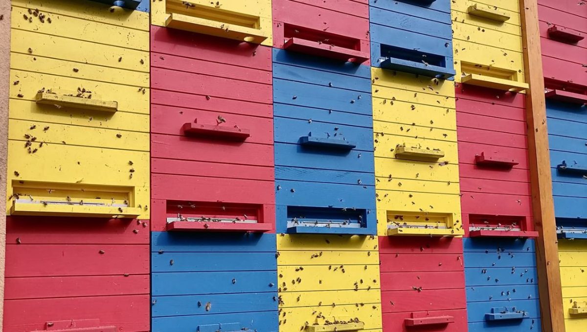 Po 14 ur dela na dan in vse pogostejše slabe sezone: Štajerec razkriva resnico o čebelarstvu