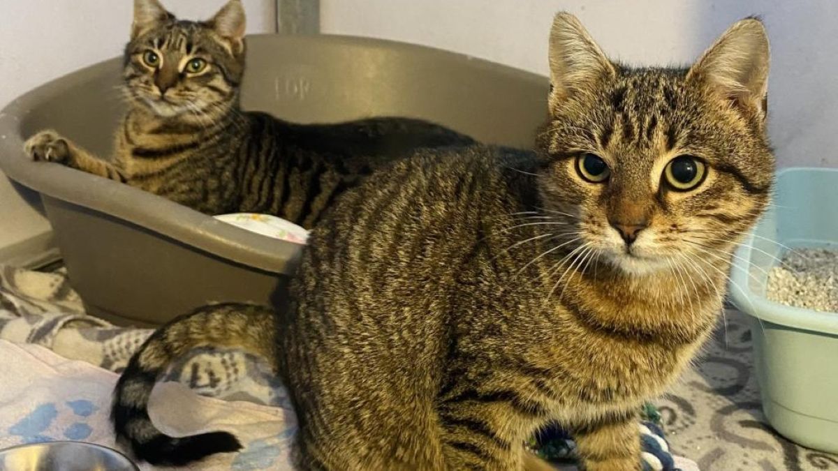 Mačja bratca Pat in Mat ne moreta drug brez drugega: Ampak ali bosta našla skupen dom?