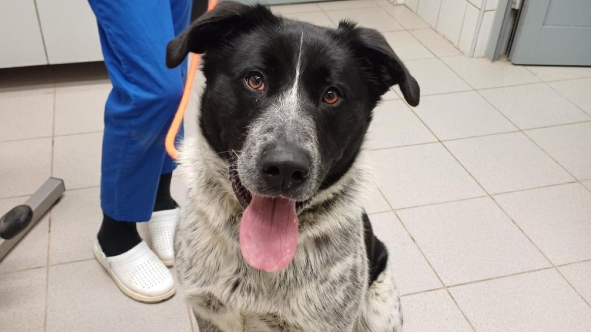 Mlad navihanec Piko vsak dan čaka na svojega človeka, a vedno ostane razočaran