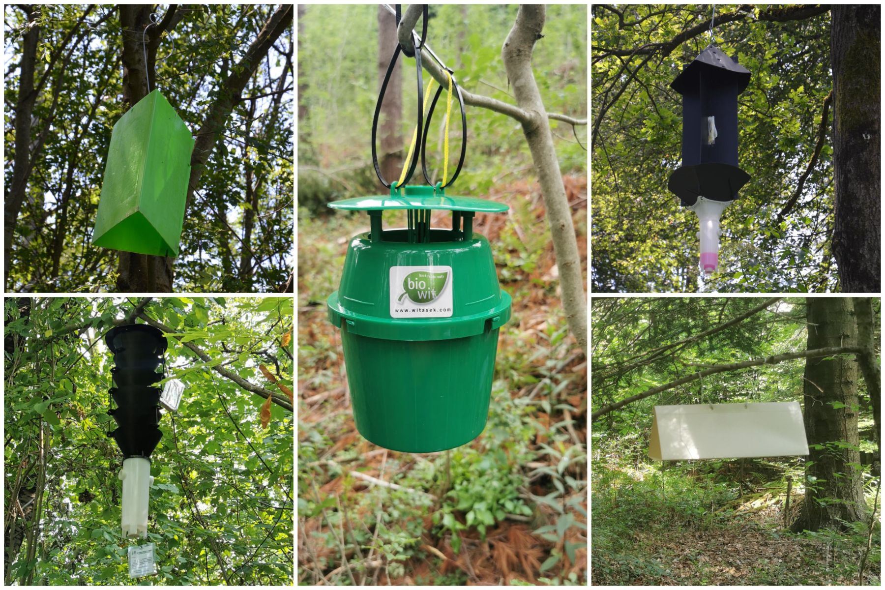 Med drevesi v Sloveniji se bo kmalu pojavilo nekaj nenavadnega: Strokovnjaki s posebnim pozivom sprehajalcem