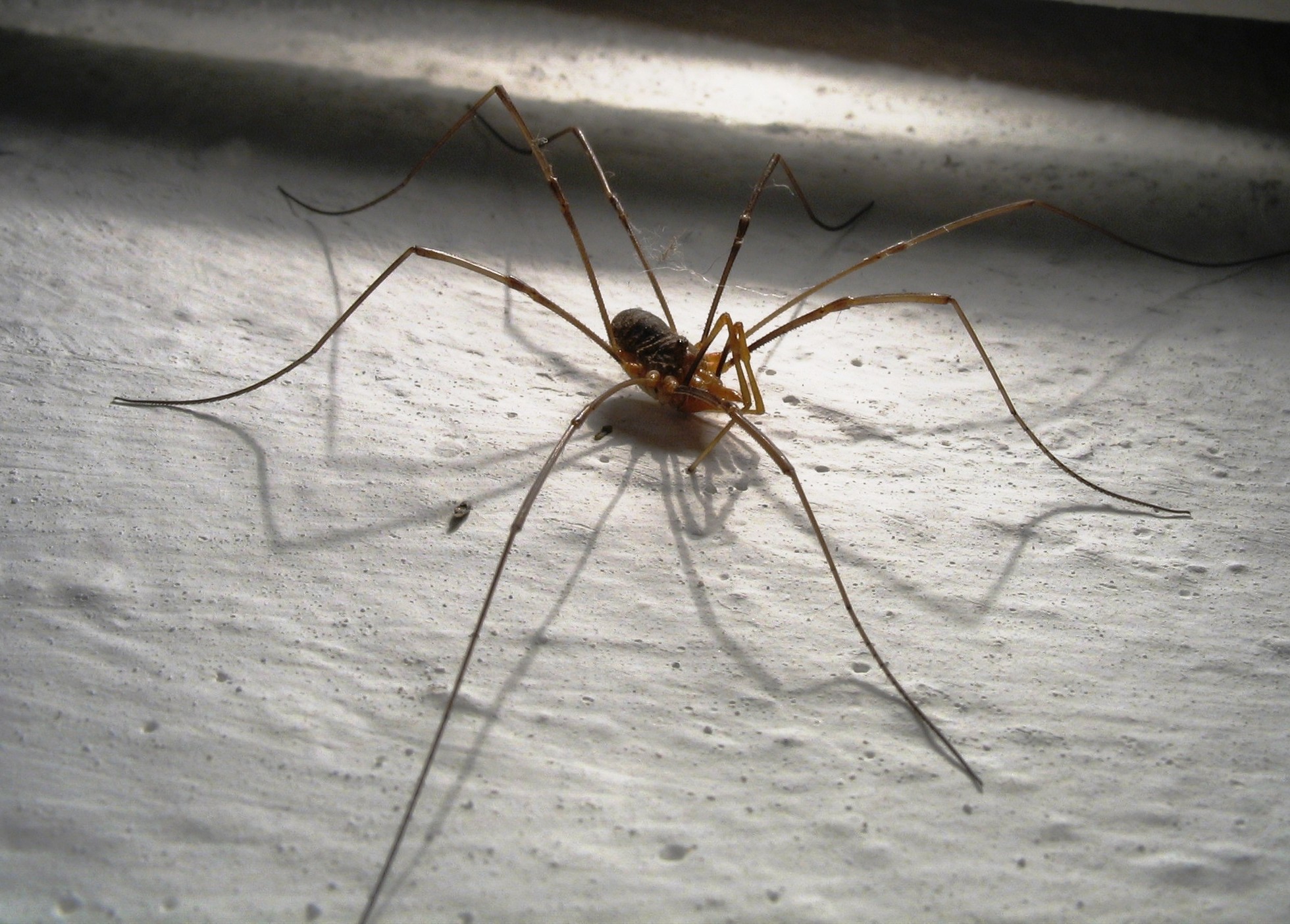 Ti preprosti nasveti vam lahko pomagajo, da se znebite pajkov v hiši