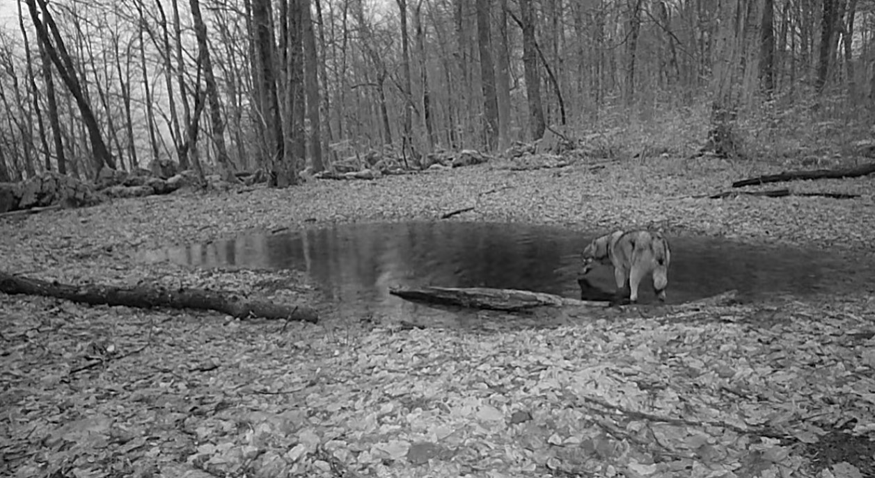 VIDEO: Kamera v osrčju kočevskih gozdov posnela redek prizor
