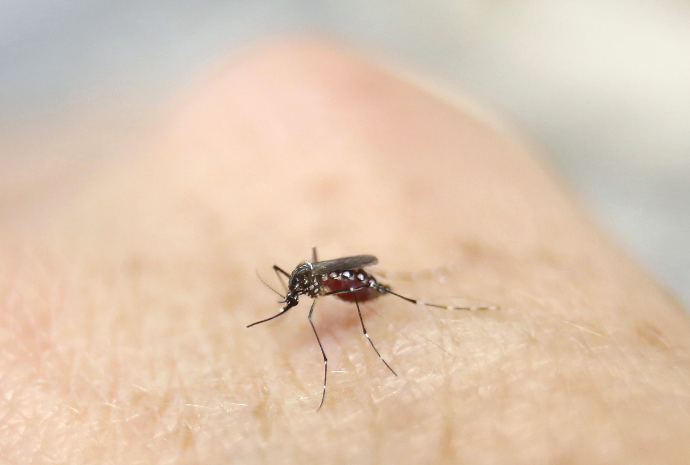 Podnebne spremembe v Slovenijo prinašajo bolezni, na katere nismo navajeni