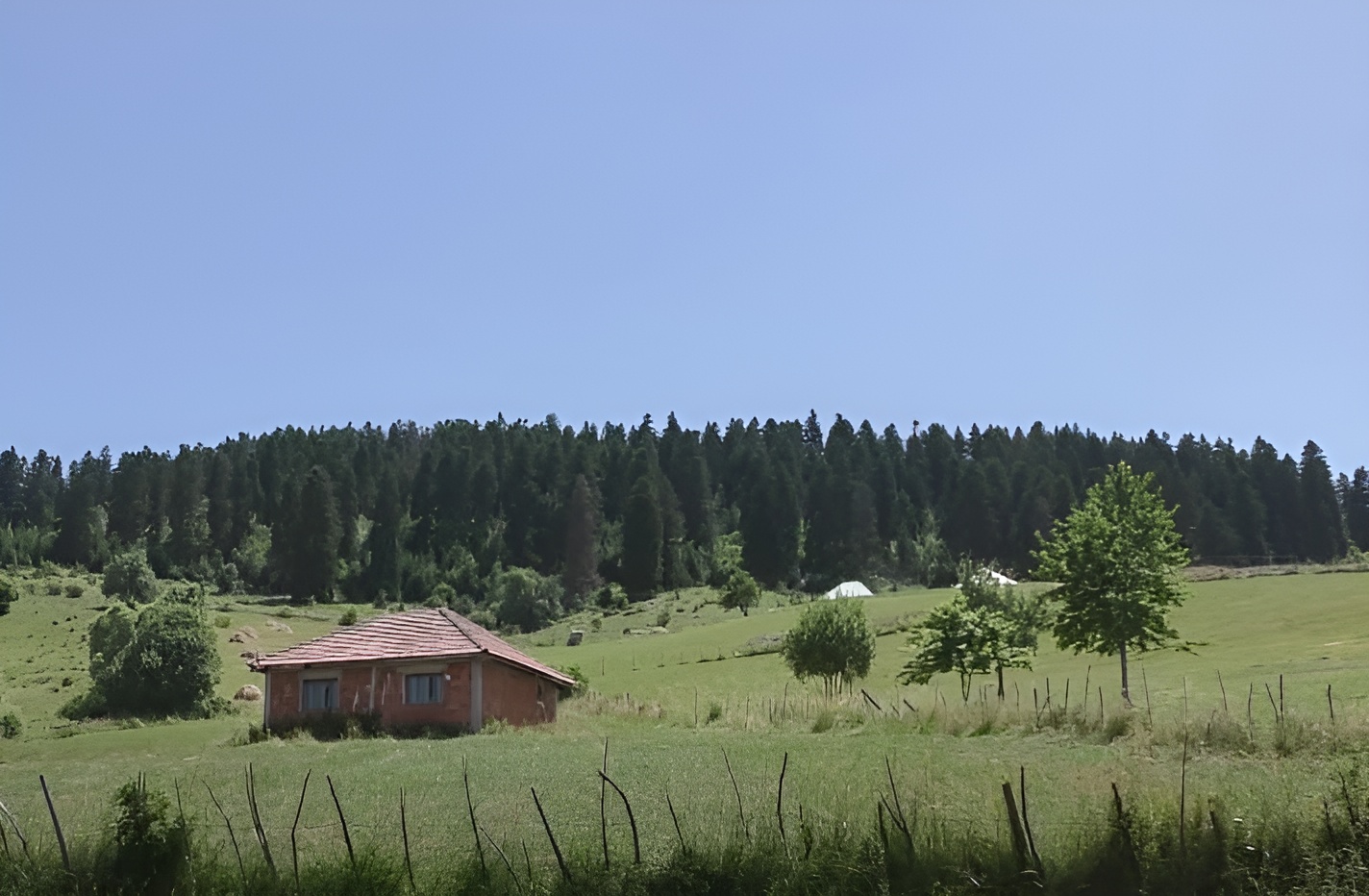 Gozd, v katerem naj bi strašilo: Domačini ne upajo odnesti niti vejice