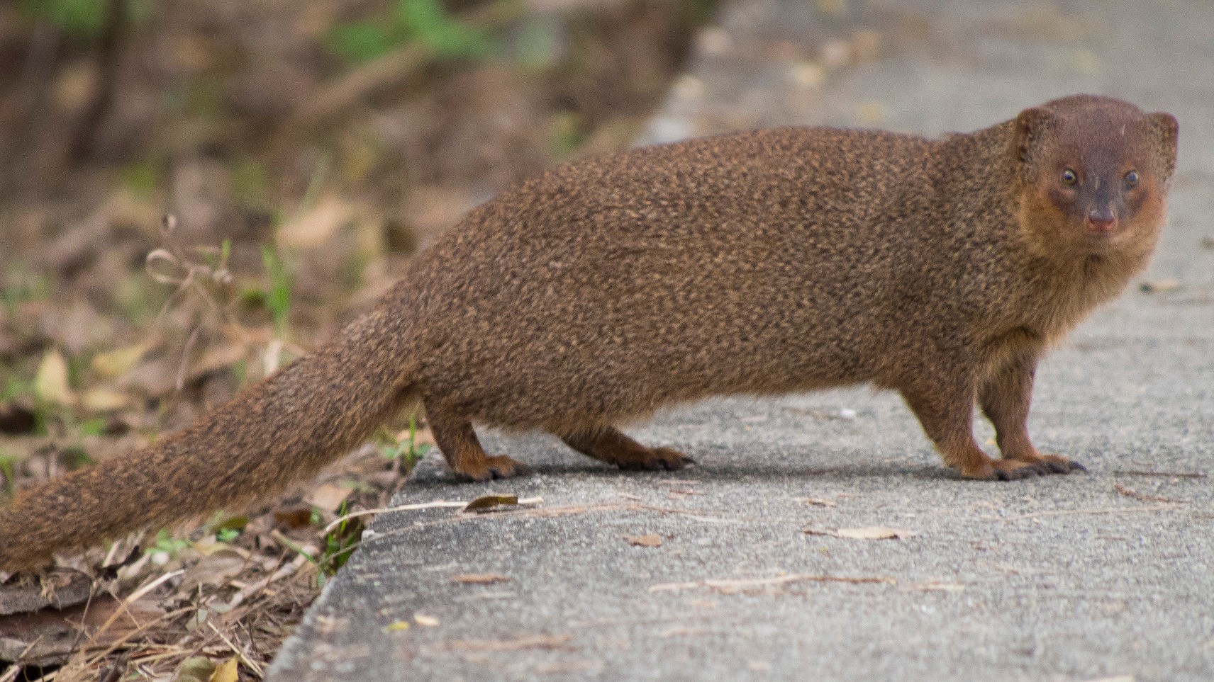 Pripeljali so ga za pomoč, danes je postal nočna mora Hrvaške (Je ogrožena tudi Slovenija?)