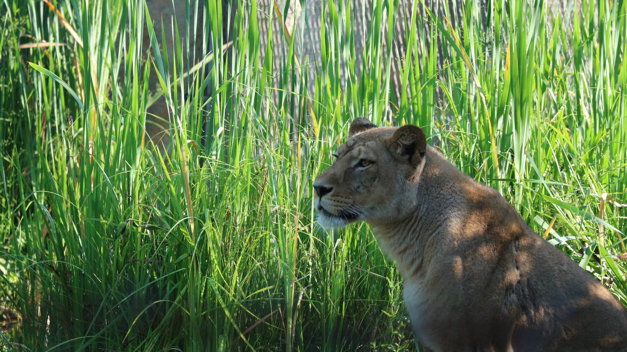 Tragedija v zagrebškem ZOO: Mladi lev napadel in ubil levinjo Tayri