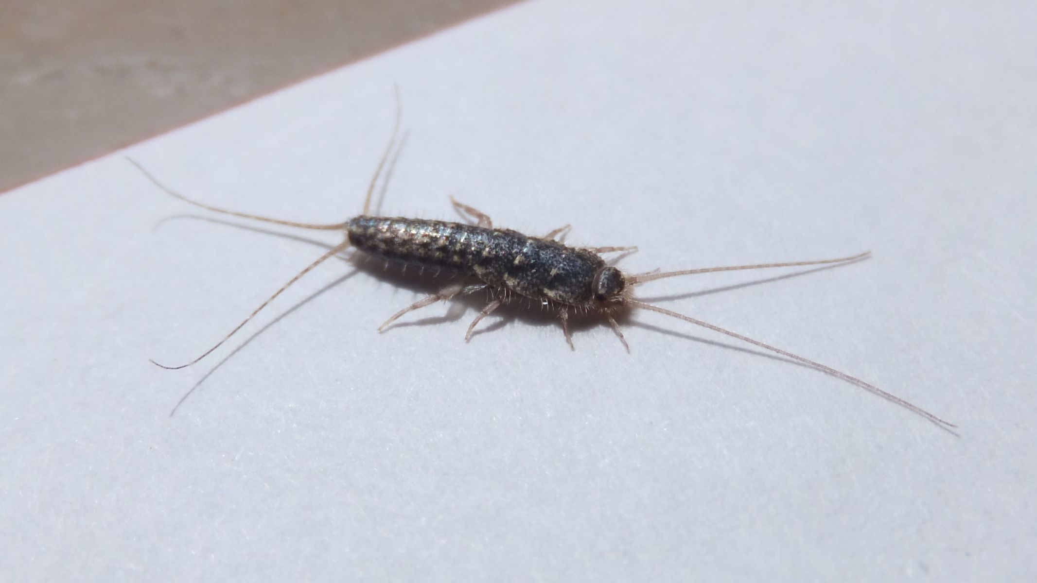 To so žuželke, ki jih zares nočete videti v svojem domu: So znak resne težave