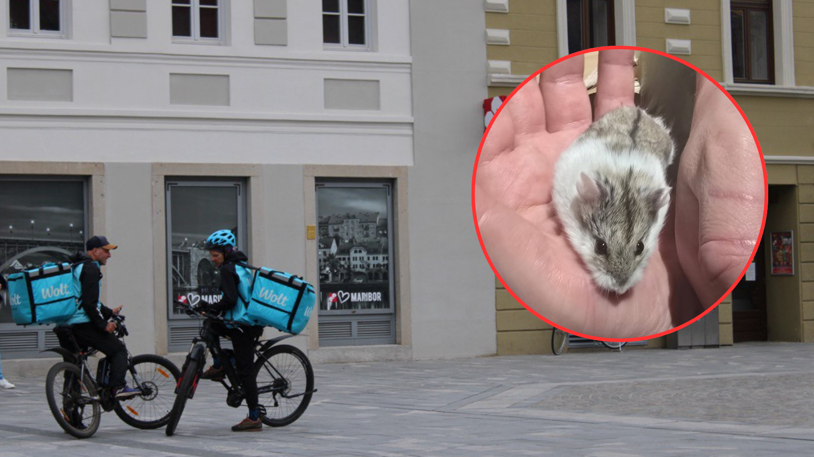 Nenavadna najdba: Mariborski Wolt dostavljalec sredi mesta rešil drobno življenje