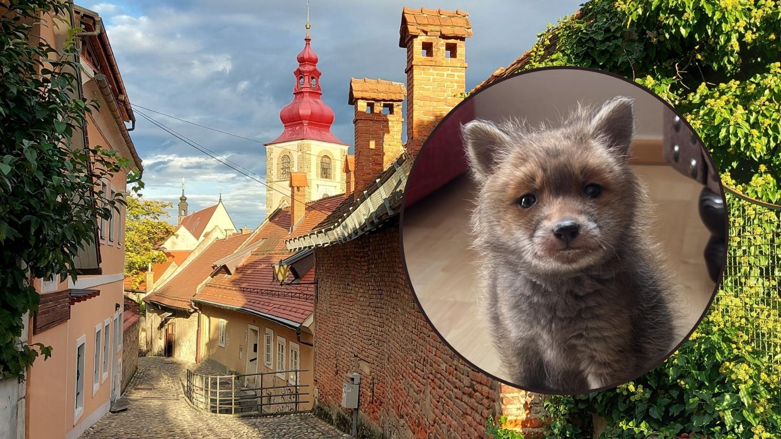 Srce parajoča najdba v ptujski kleti: Mimoidoči naleteli na nemočnega mladiča, ki se je boril za življenje