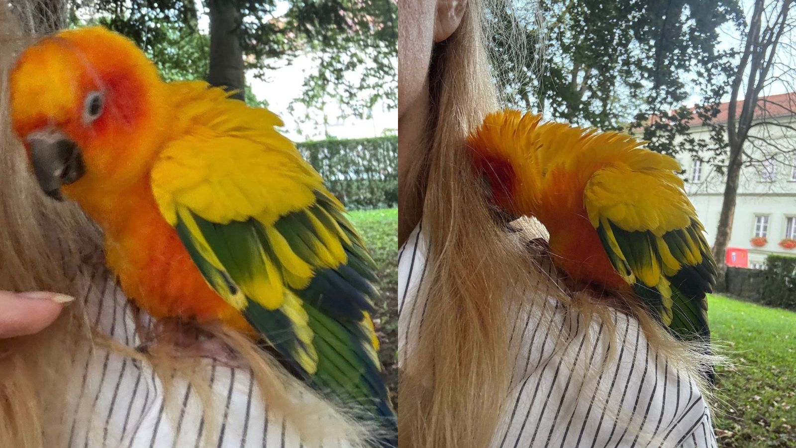 FOTO: V Mariboru najdena pisana papiga - je morda vaša?