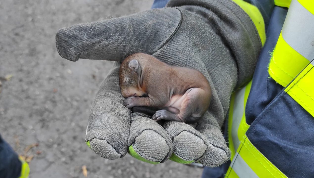 Srčni gasilci z ganljivo zgodbo: Rešili malega Pabla