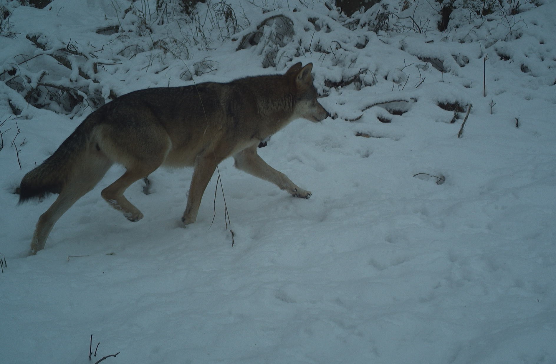 Po slovenskih gozdovih vedno več volkov