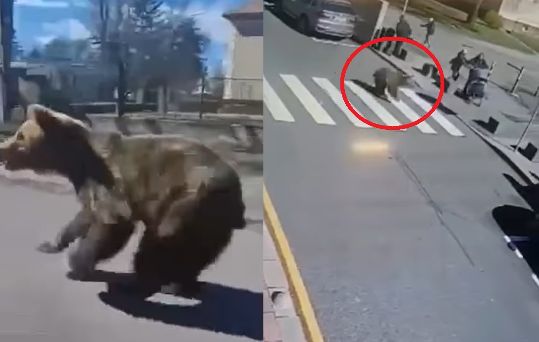VIDEO: Pobegli medved poškodoval pet ljudi, med njimi tudi 10-letnico