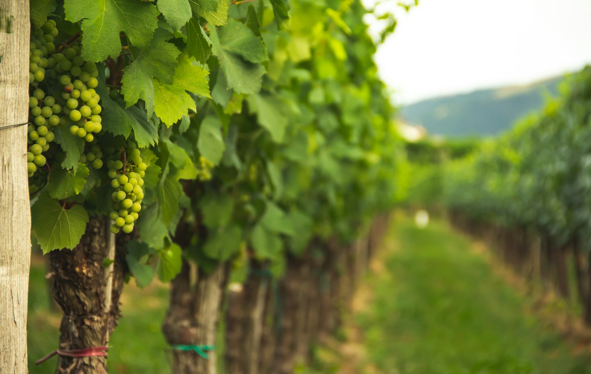 VIDEO: Vinogradnikom se letos smeje, a vročina skriva pasti