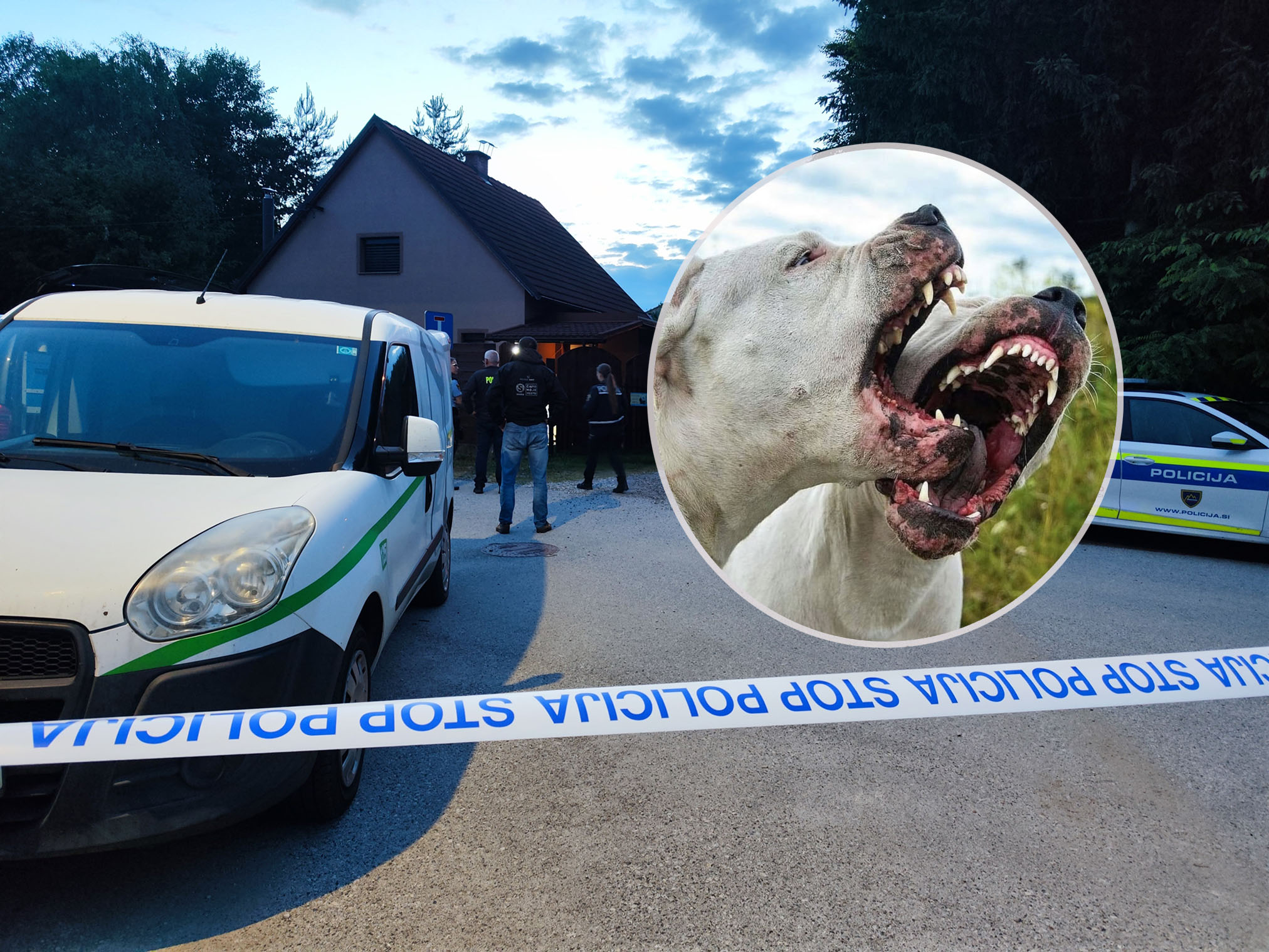 Zaključena preiskava napada psov v Miklavžu: Policija razkrila vzrok smrti