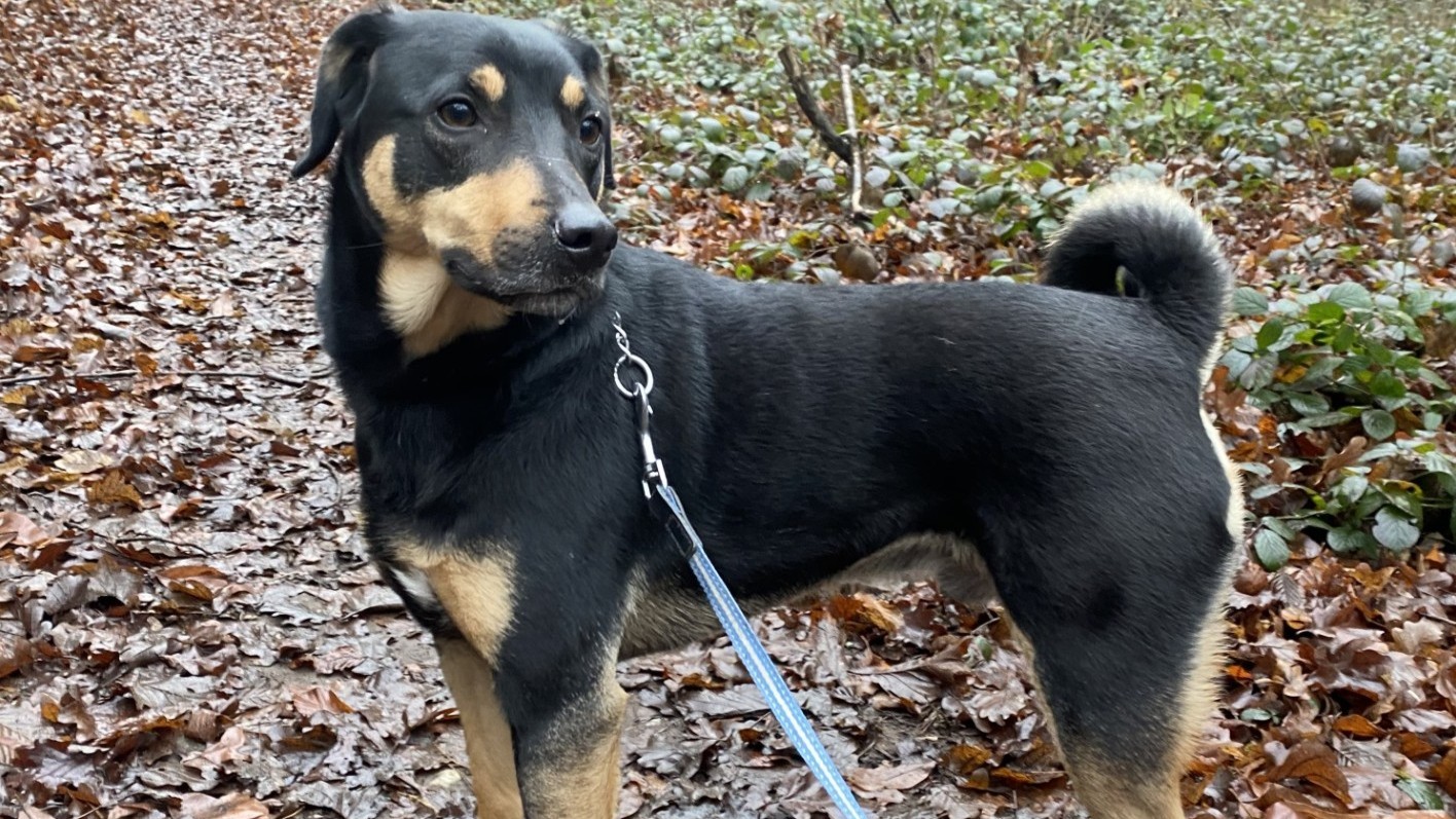 Prikupen in mlad Balu je decembra ostal brez doma, bo dobil drugo priložnost?