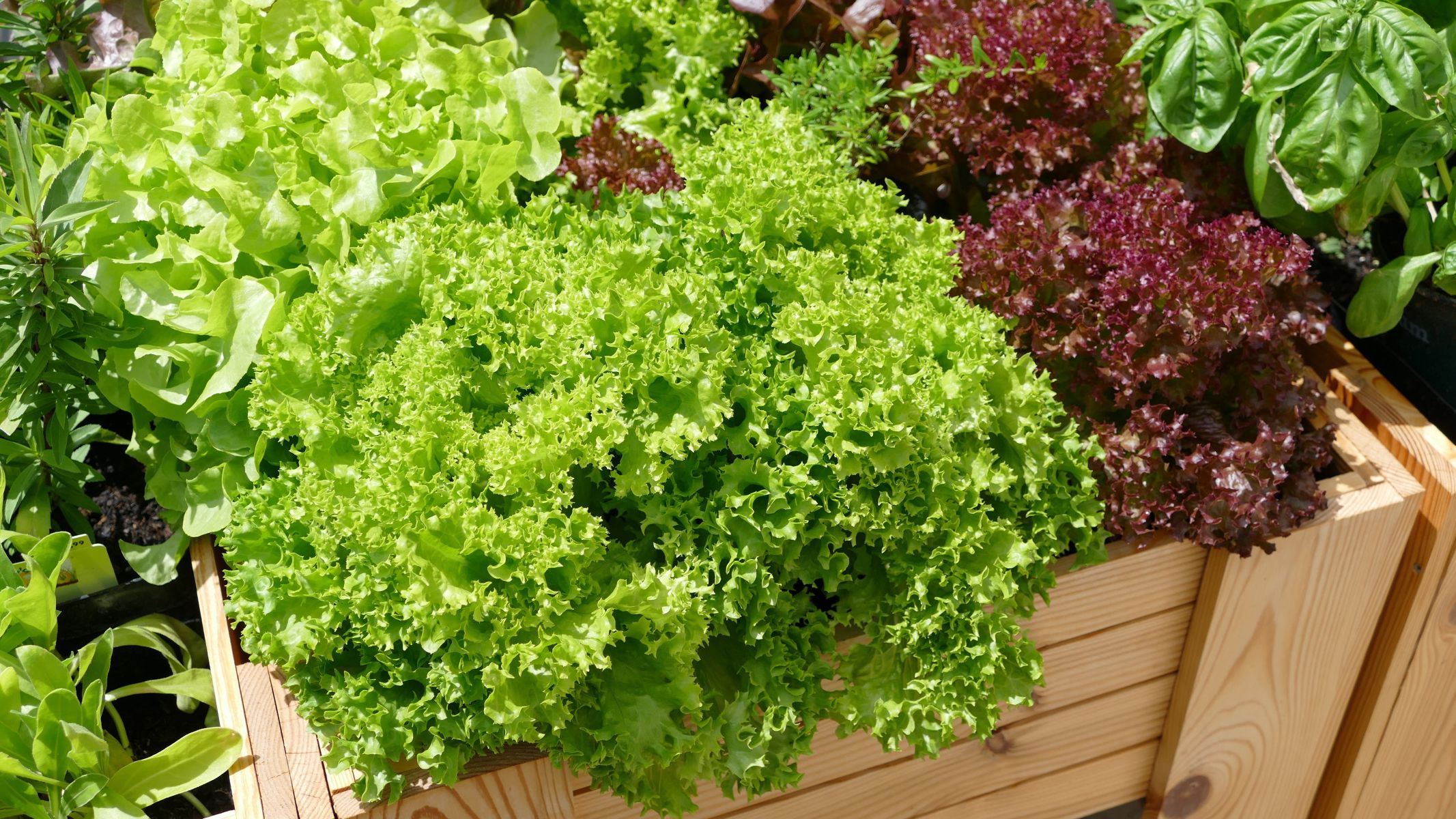 Ste vedeli? To ni solata, čeprav tako izgleda in to vsi mislijo