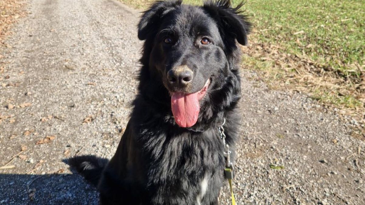 Mladi Ben kar 'poka' od energije, a ne dobi priložnosti za novo življenje v ljubečem domu