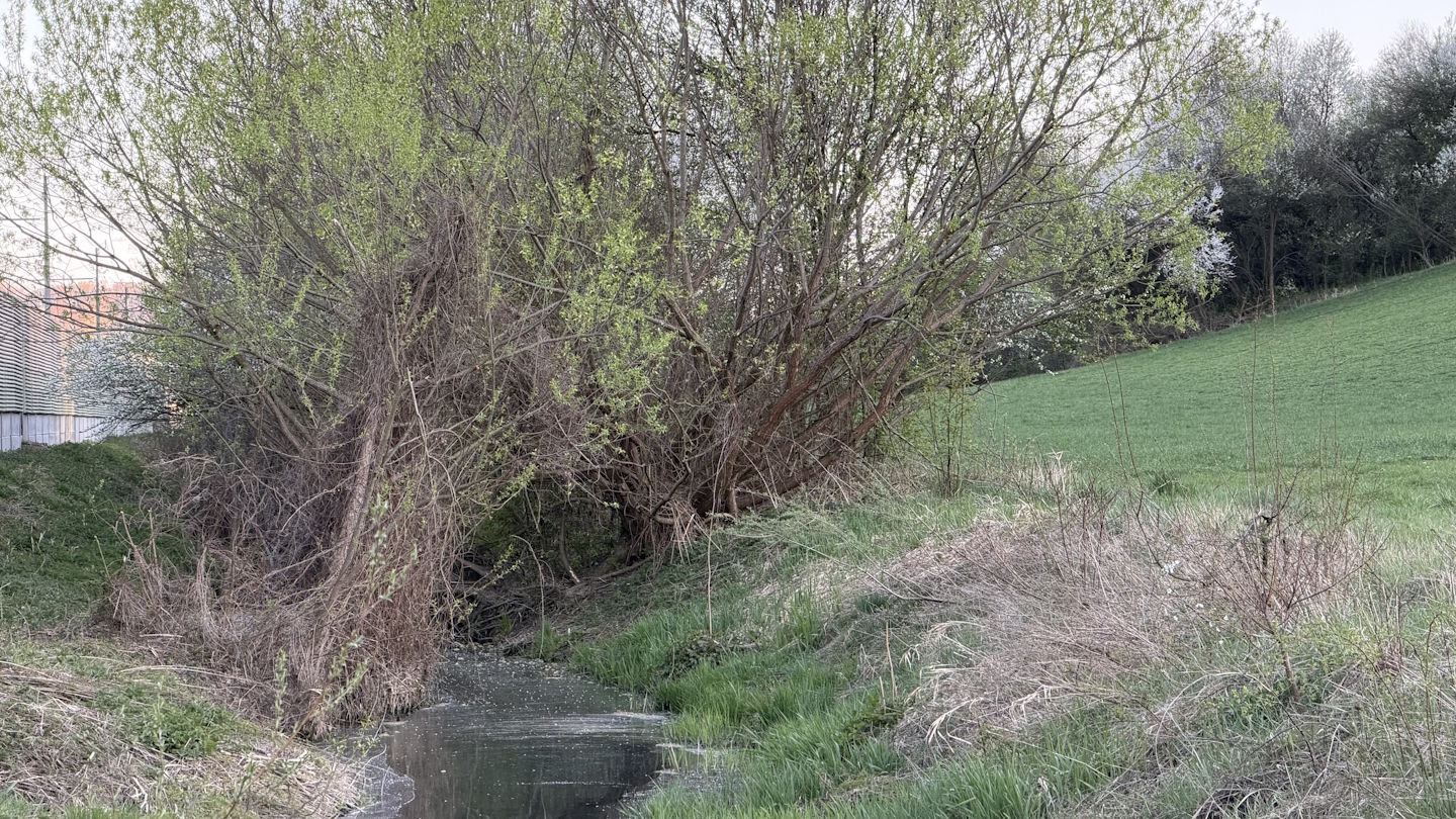 Ste opazili obglodana drevesa? Bober se je vrnil v pritoke reke Pesnice