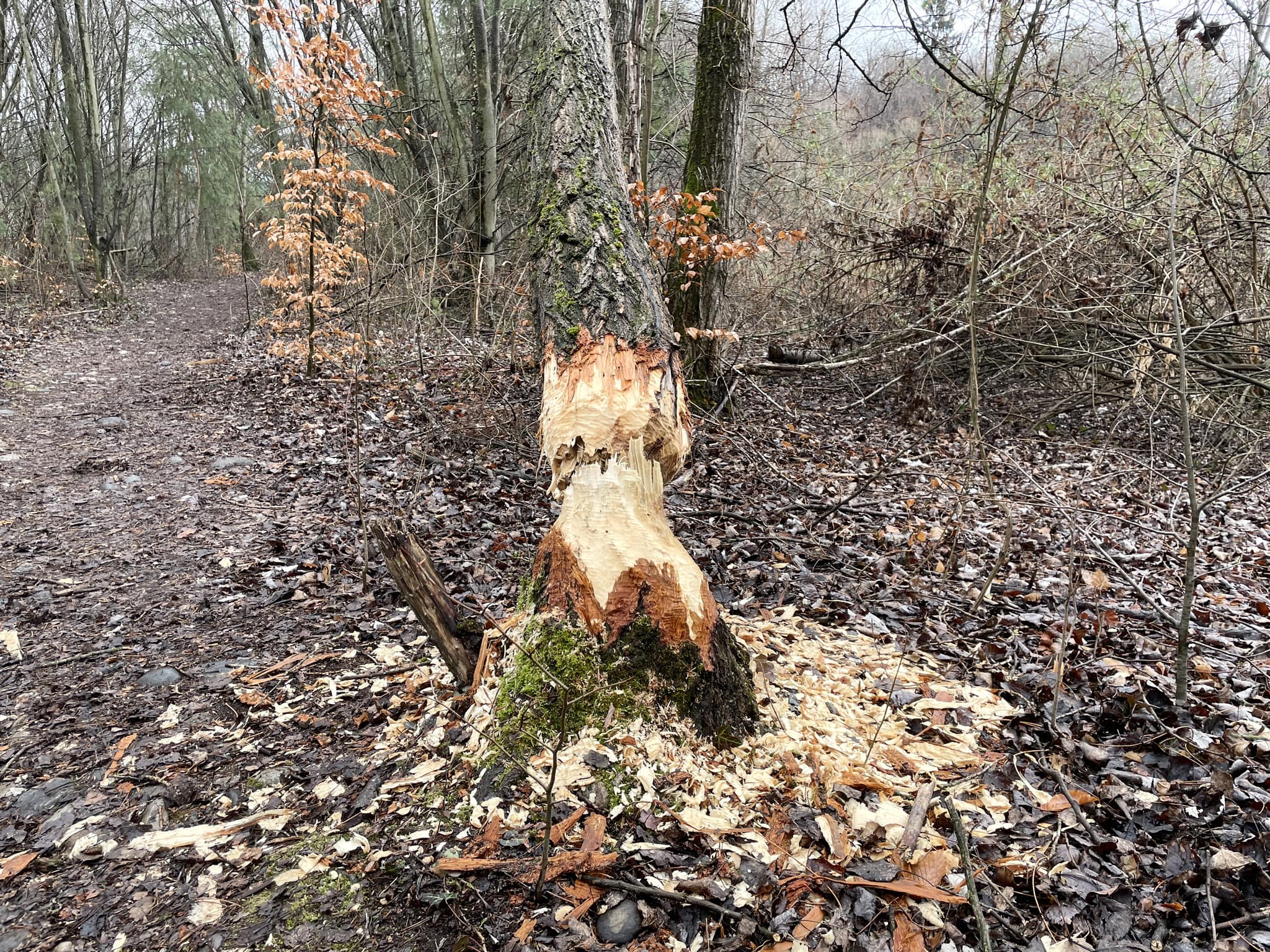 FOTO: Bobri ponovno "na delu" na Mariborskem otoku