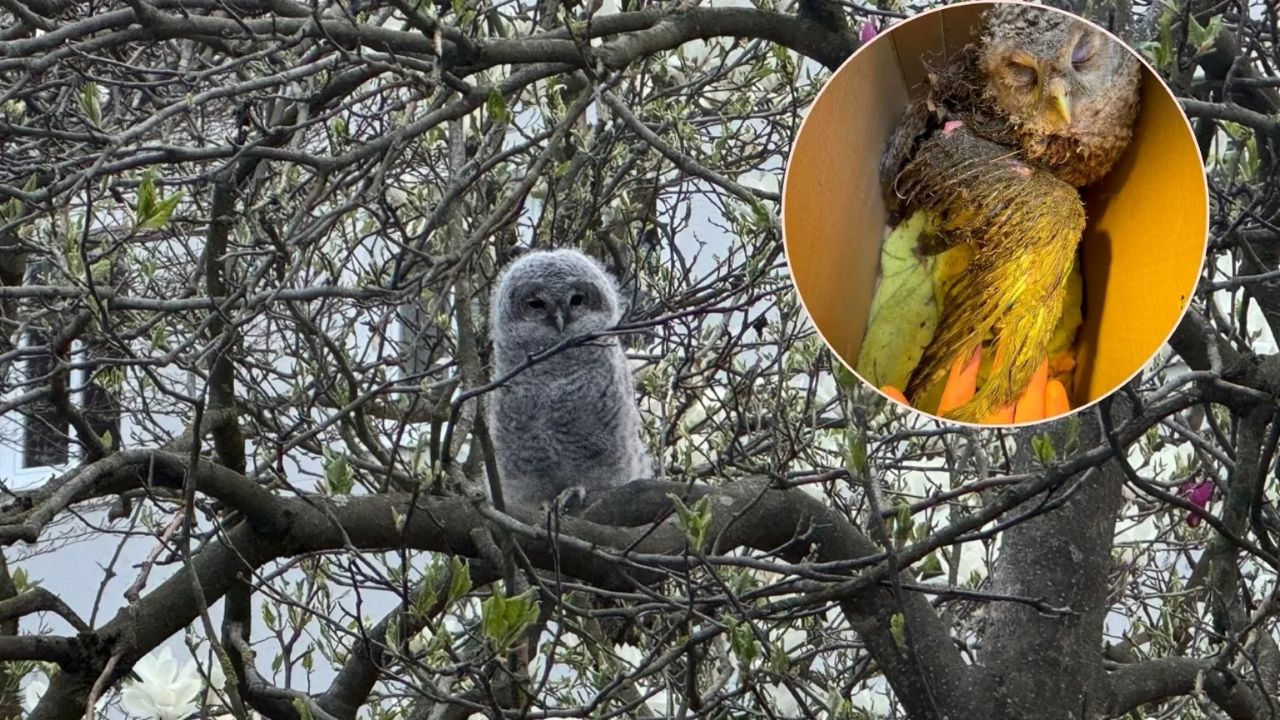 Se spomnite majhne sovice, ki so jo v Mestnem parku napadle vrane? Njeno okrevanje je negotovo