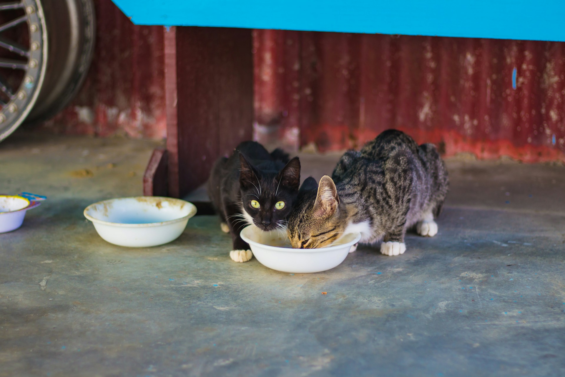 Ali svojo mačko hranite s tem? Veterinarji svarijo, da gre za slabo navado