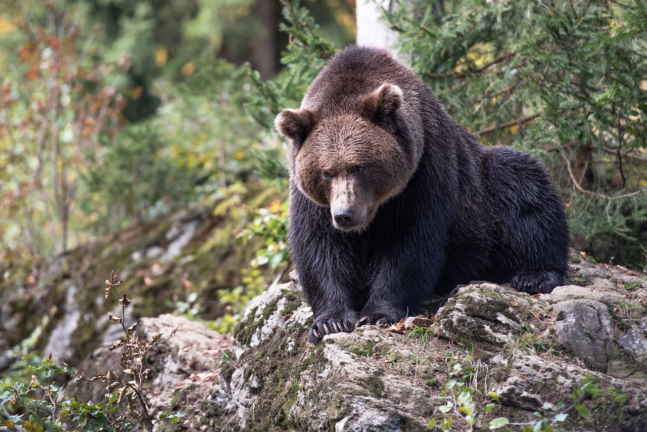 Pohodniki in planinci pozor: V Lovrencu opazili sledi medveda
